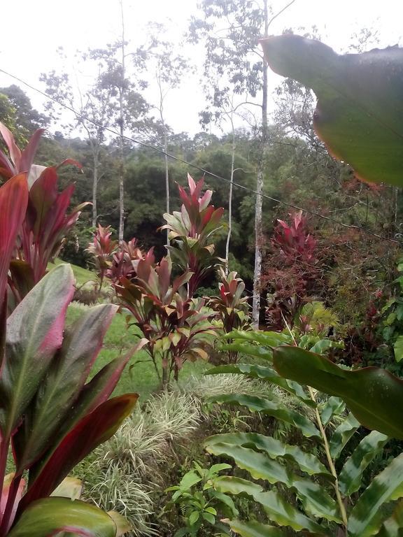 Green Mountain And Lodge Turrialba Habitación foto