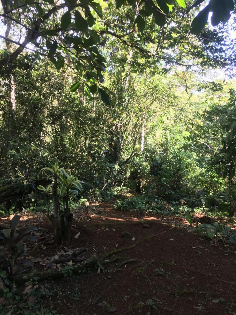 Green Mountain And Lodge Turrialba Exterior foto