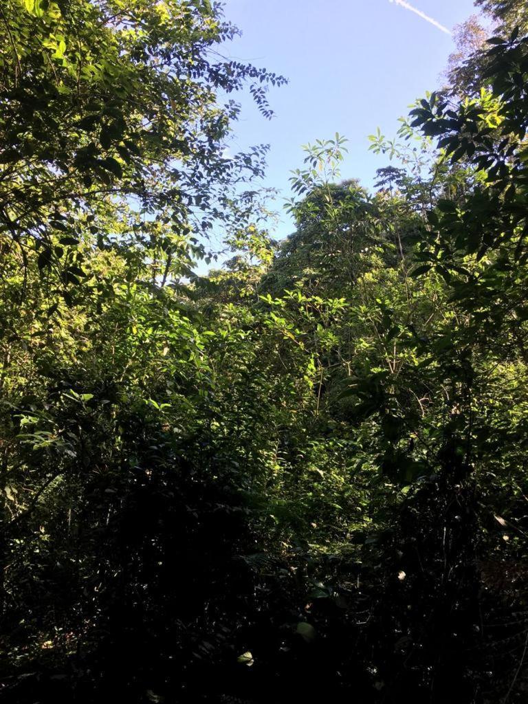 Green Mountain And Lodge Turrialba Exterior foto