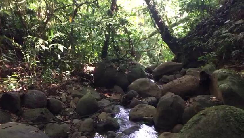 Green Mountain And Lodge Turrialba Exterior foto